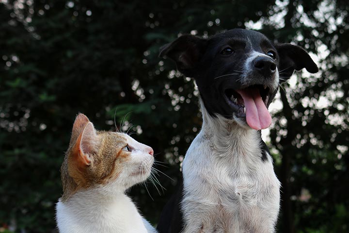 cat-and-dog-microchip