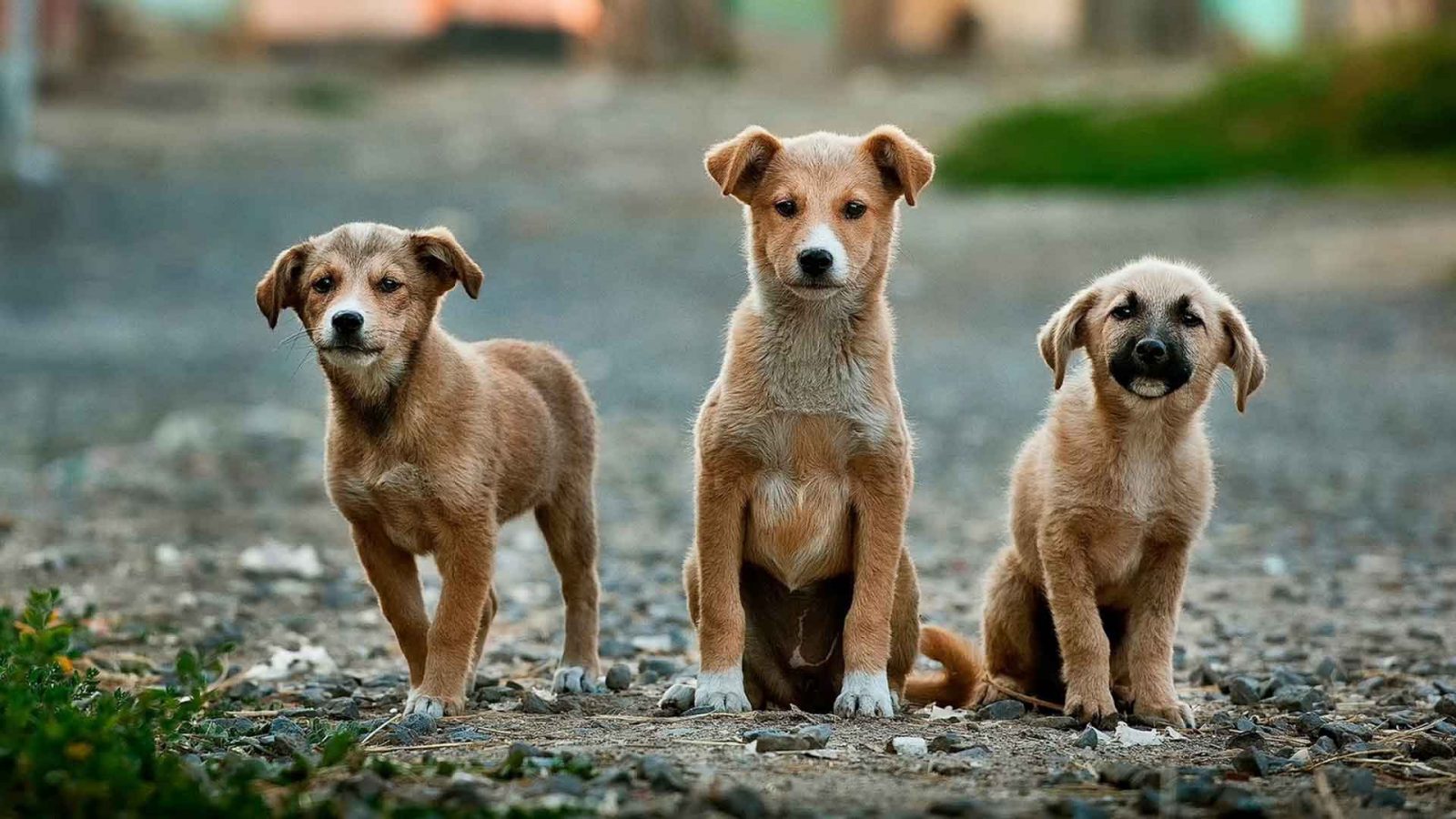 3-little-dogs
