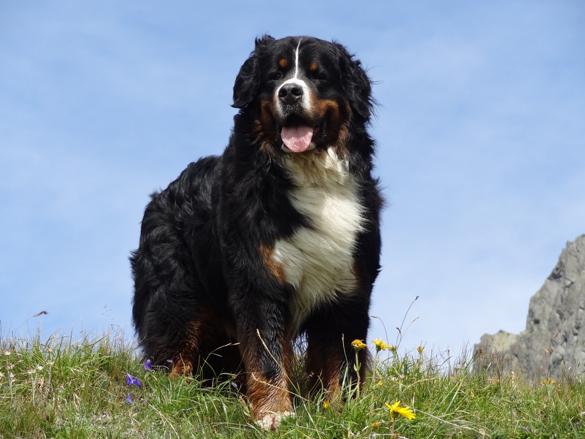 Bernese Mountain Dog 1