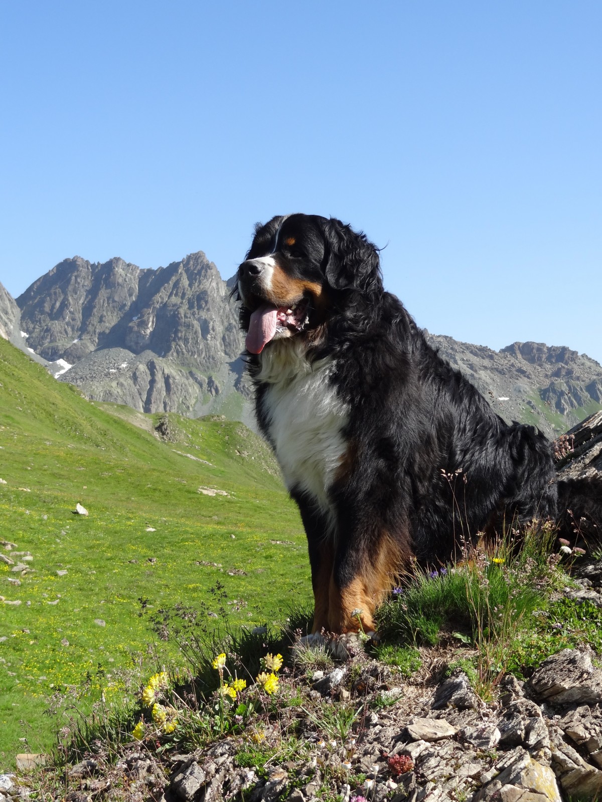 Bernese Mountain Dog 2