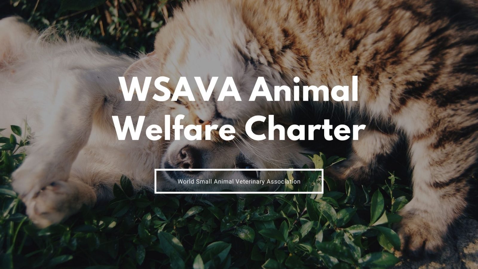WSAVA Animal Welfare Charter (draft with previous cover)