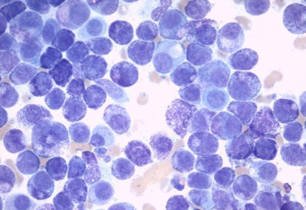 mast cell tumor, canine for Oncology resource from JSAP story