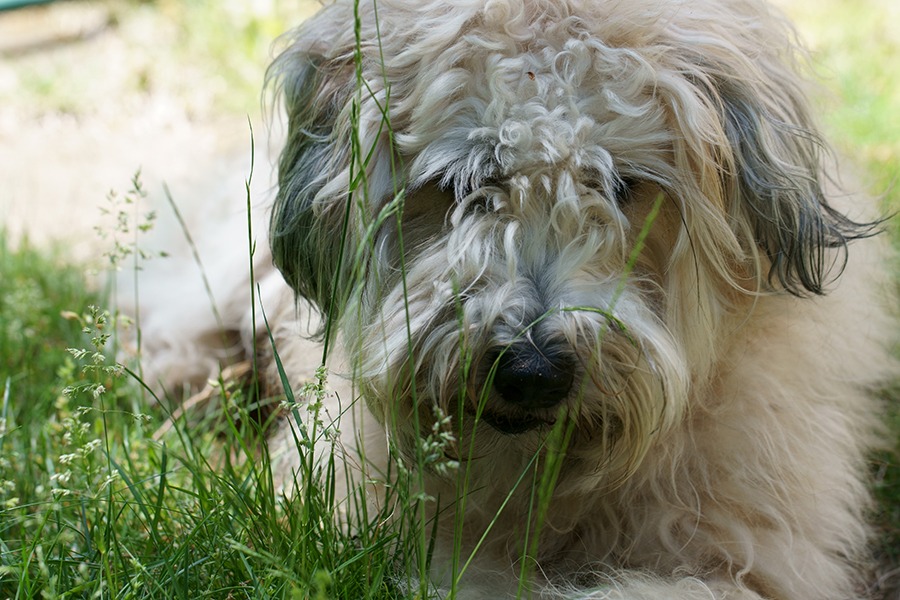 Irish-Soft-Coated-Wheaten-Terrier-WSAVA-extra-image