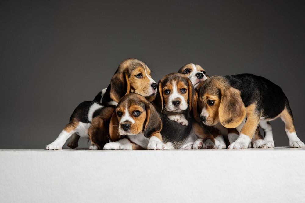 beagle-tricolor-puppies-are-posing-cute-white-braun-black-doggies-pets-playing-grey-background